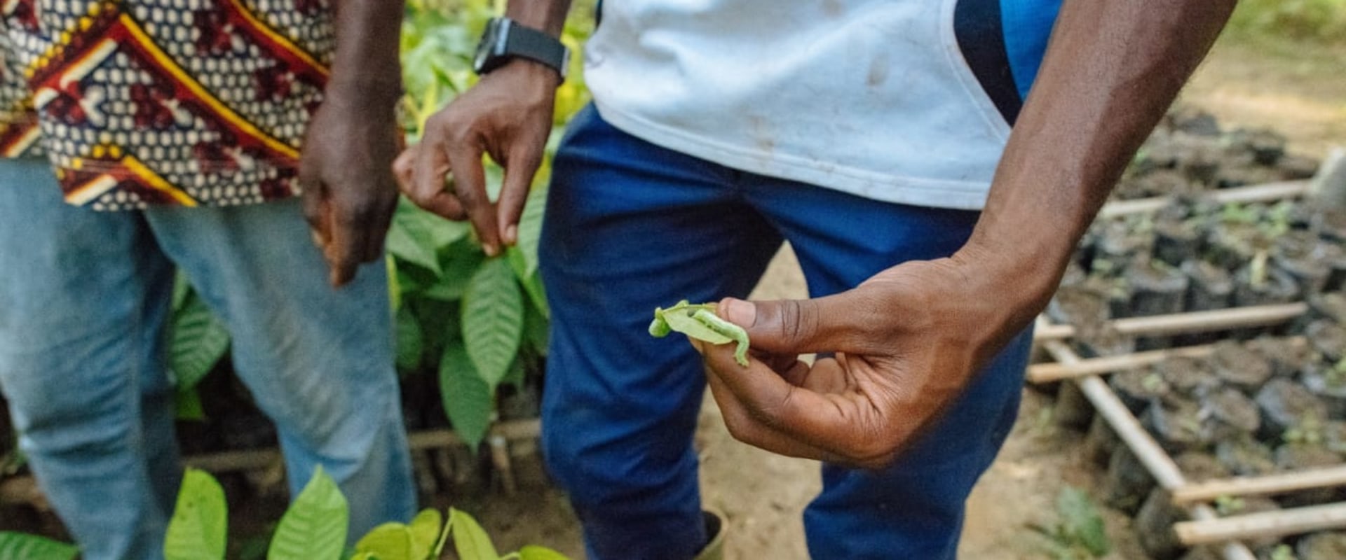Utilisation de méthodes naturelles de lutte antiparasitaire