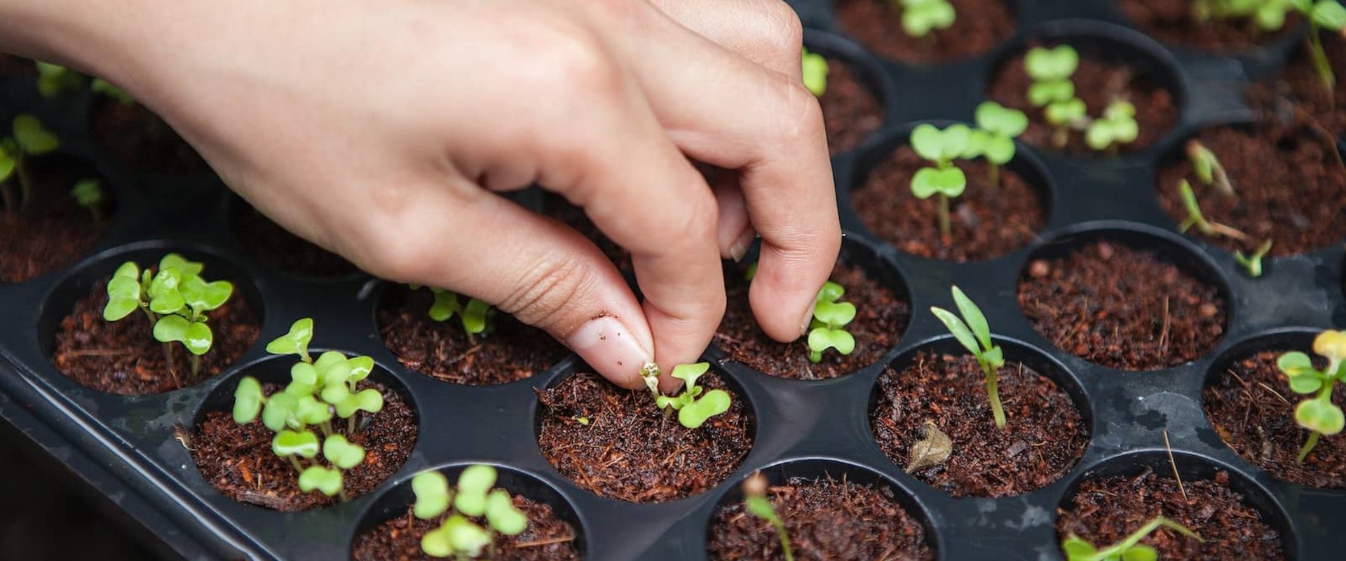 Comment planter des graines ou des plantes dans le sol