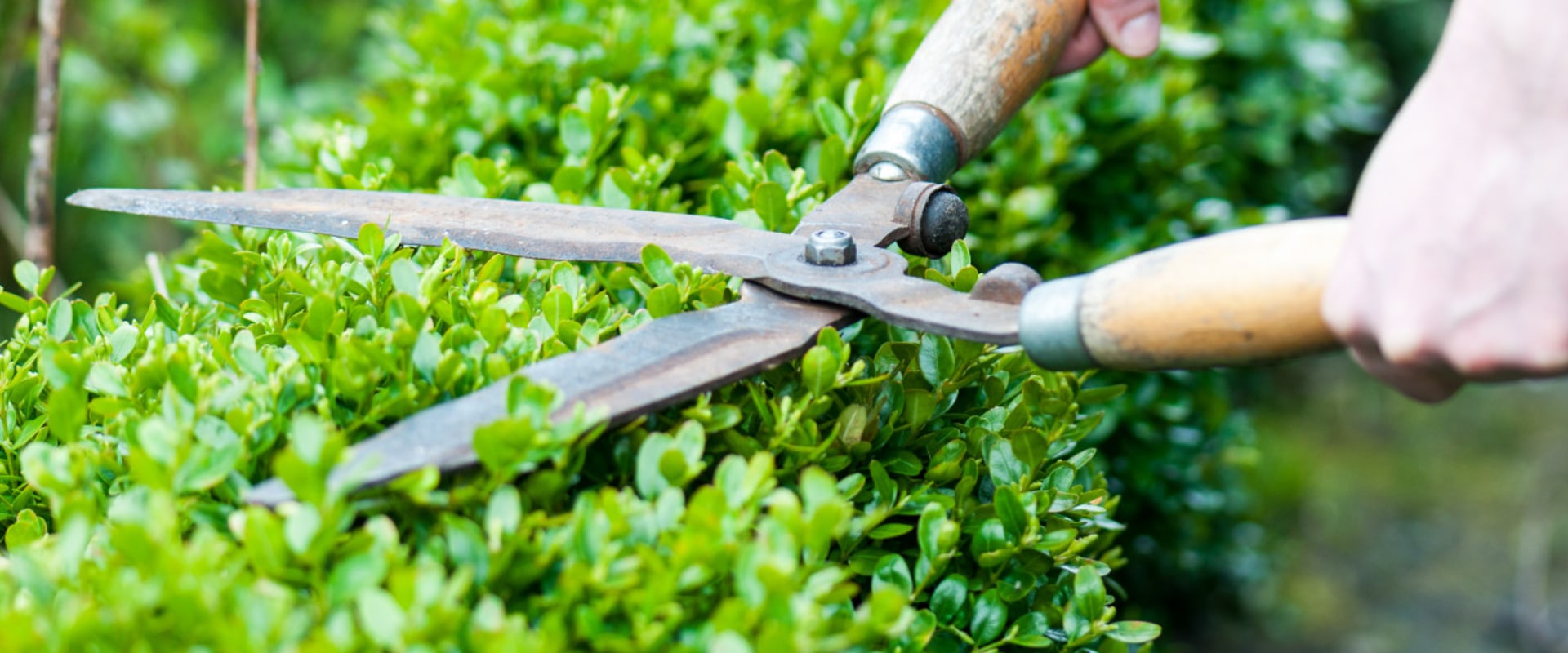 Tailler les haies et les arbustes pour l'entretien du jardin