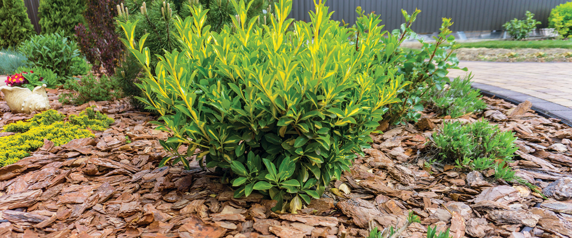 Types de paillis pour jardins