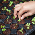 Comment planter des graines ou des plantes dans le sol