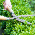 Tailler les haies et les arbustes pour l'entretien du jardin