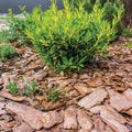 Types de paillis pour jardins