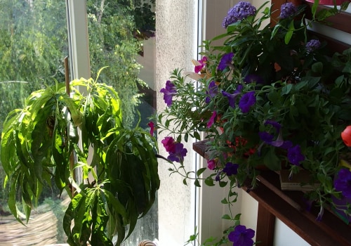 Choisir les plantes adaptées à votre région