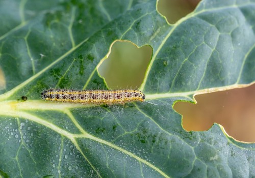 Identifier les parasites du jardin