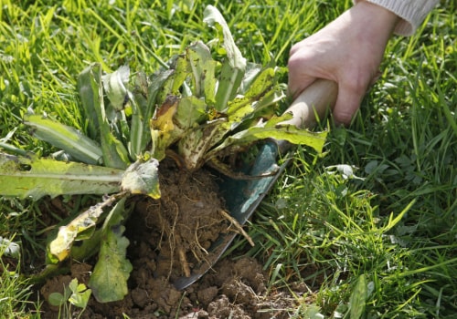 Identifier les mauvaises herbes communes