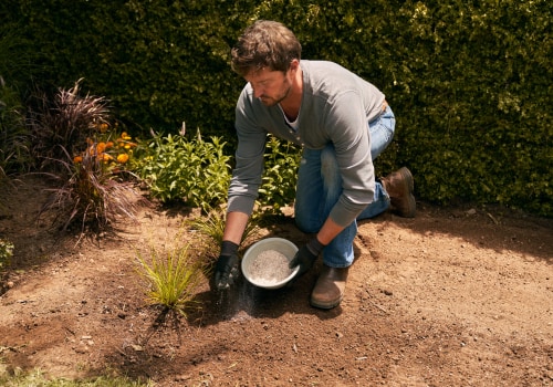 Entraîner les vignes et les plantes grimpantes : un guide d'entretien du jardin